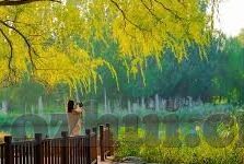 中文字幕乱偷在线视频-探索中文字幕与在线视频的微妙关系，一种文化现象的剖析